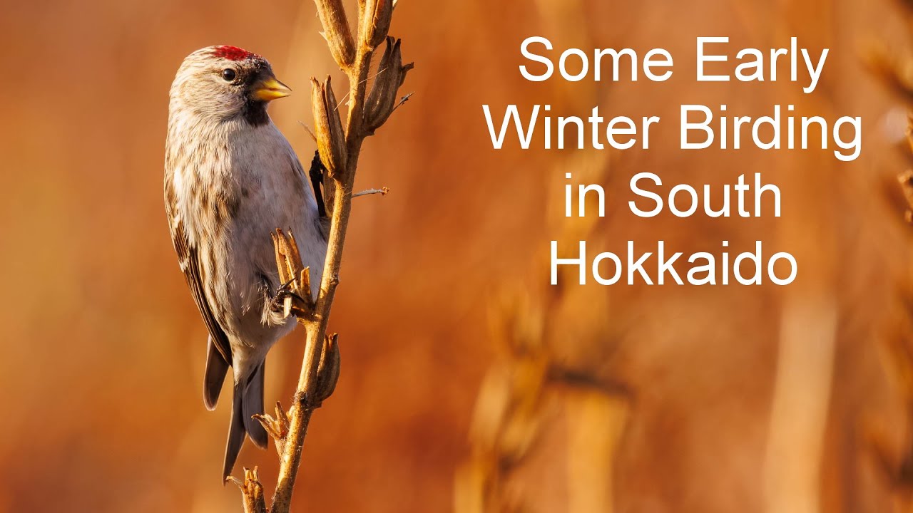 December Birding in South Hokkaido