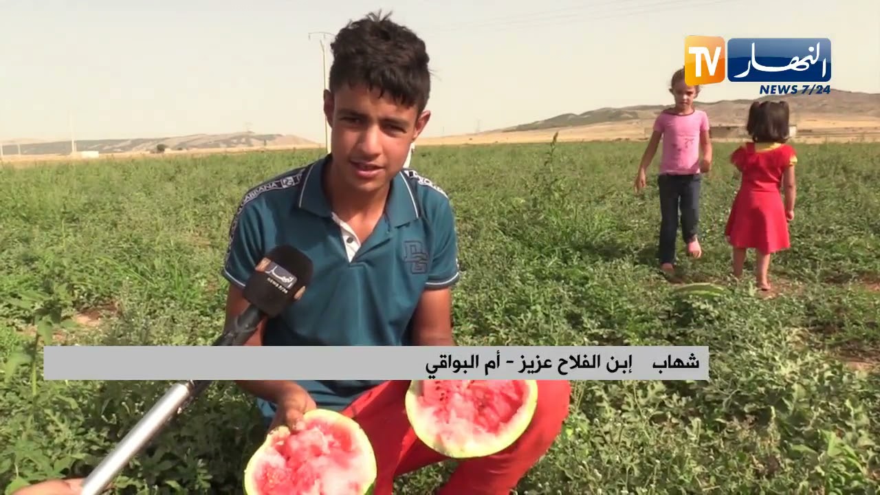 أم البواقي : منتجو البطيخ يتكبدون الخسائر الكبيرة بفعل نقص المياه