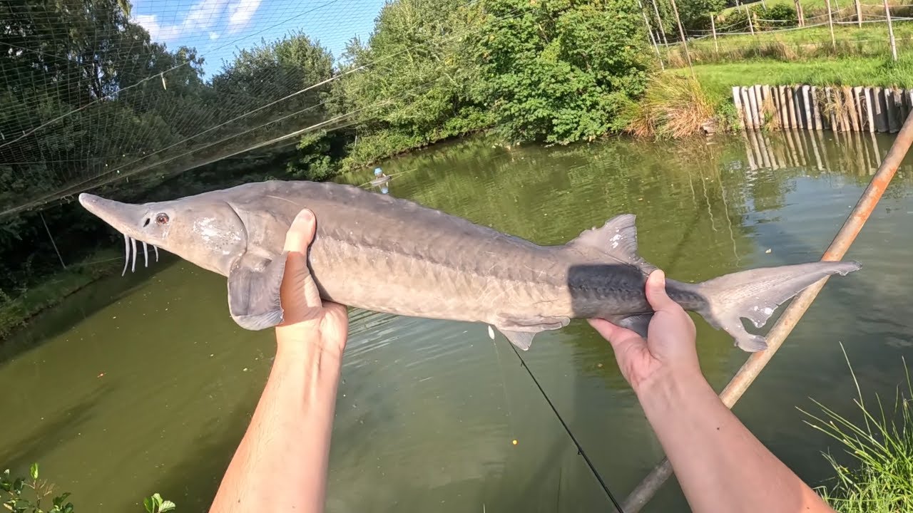 Störangeln an meinem Teich Part 1