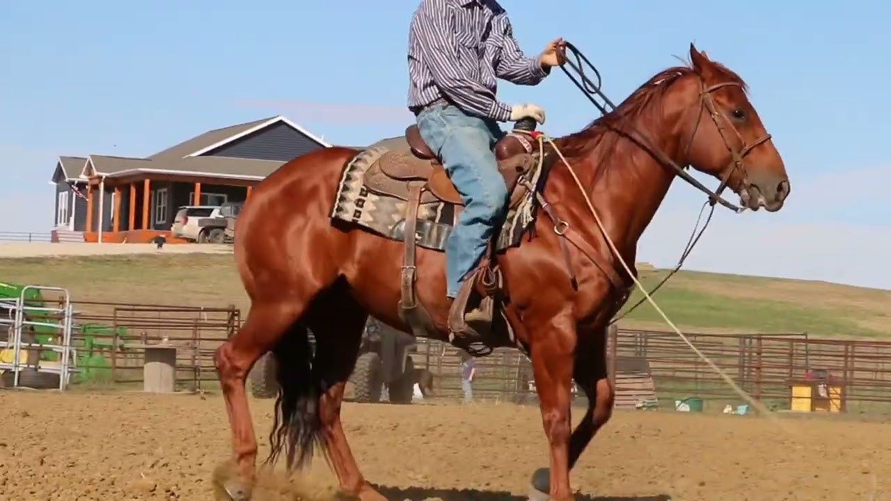 “Jager” 2016 AQHA Gelding