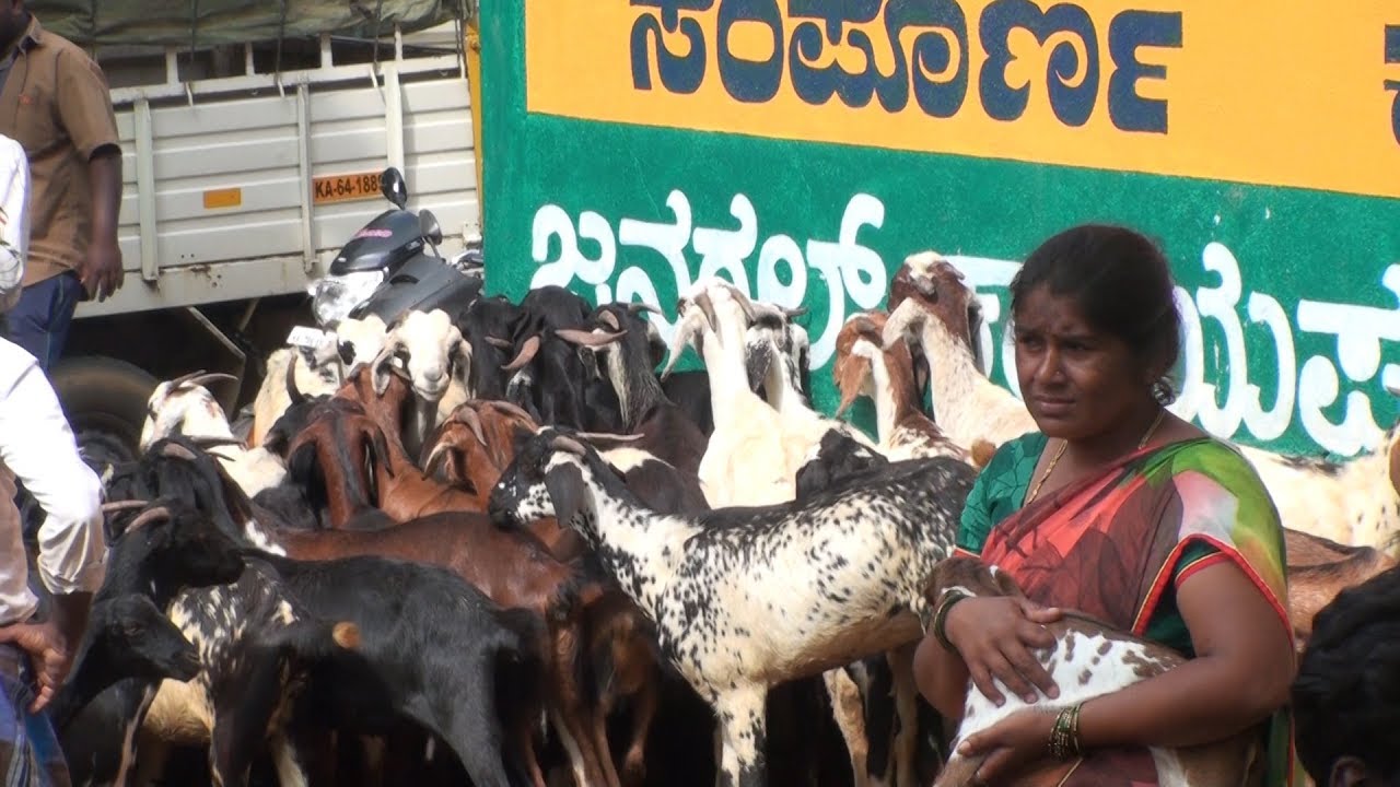 Indian goat breeds variety | Tumkur bazaar