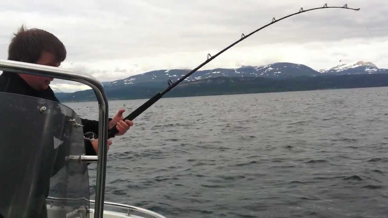 Kveite på 28kg tatt på stang (Halibut 62 lbs caught on rod)