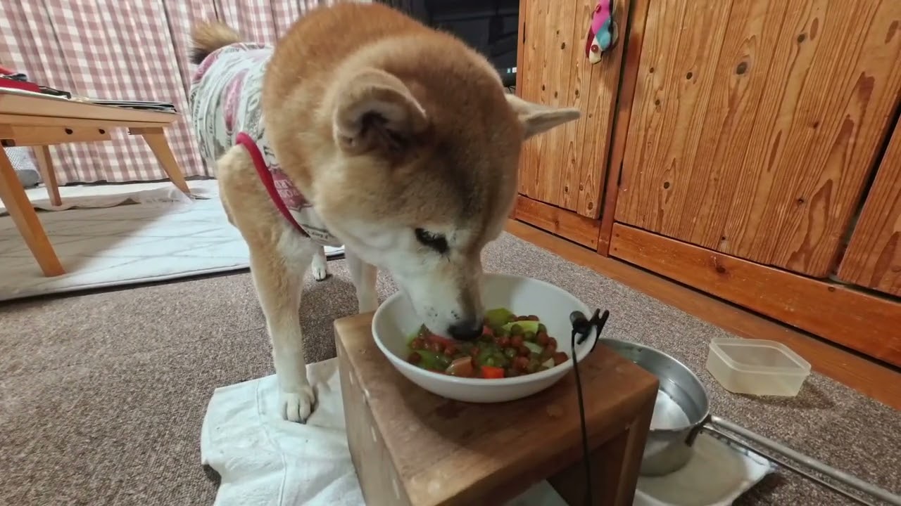 【柴チャレミカン】【ASMR】柴犬ミカンの食事音｜手羽元と半生フード(無言）