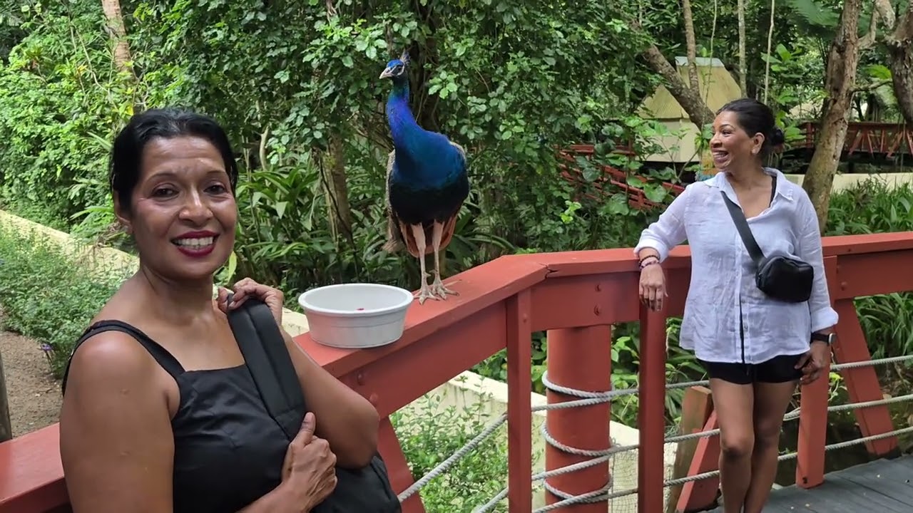 Closeup visit. With featherd freind.  Fiji