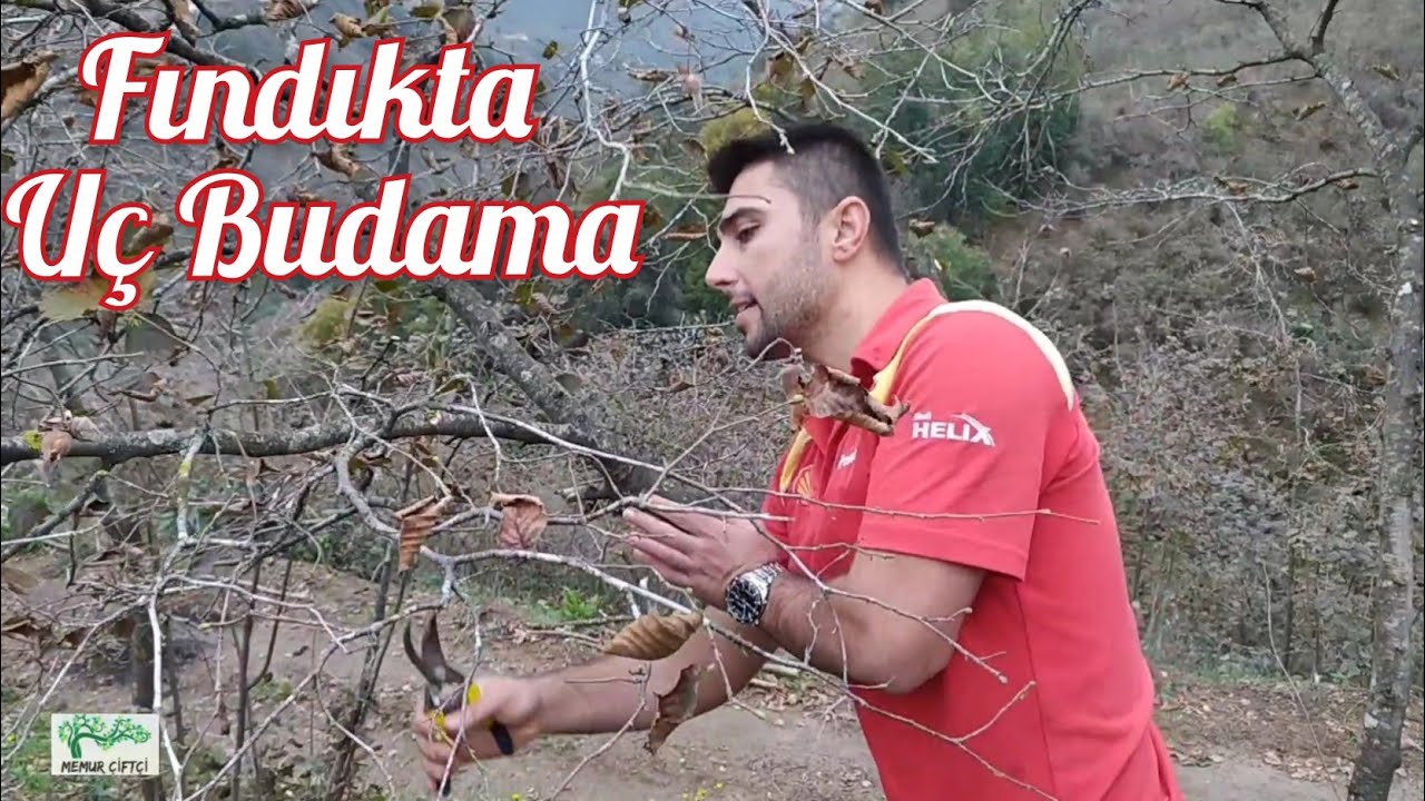Fındıkta uç budaması | MÜHENDİS ÇİFTÇİ 'den fındıkta budama incelikleri | MEHMET HASAN AKAR