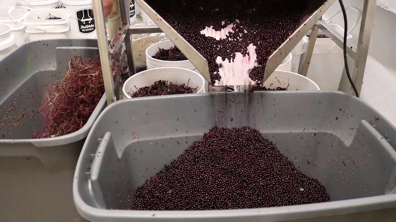 Elderberry Destemmer Demo