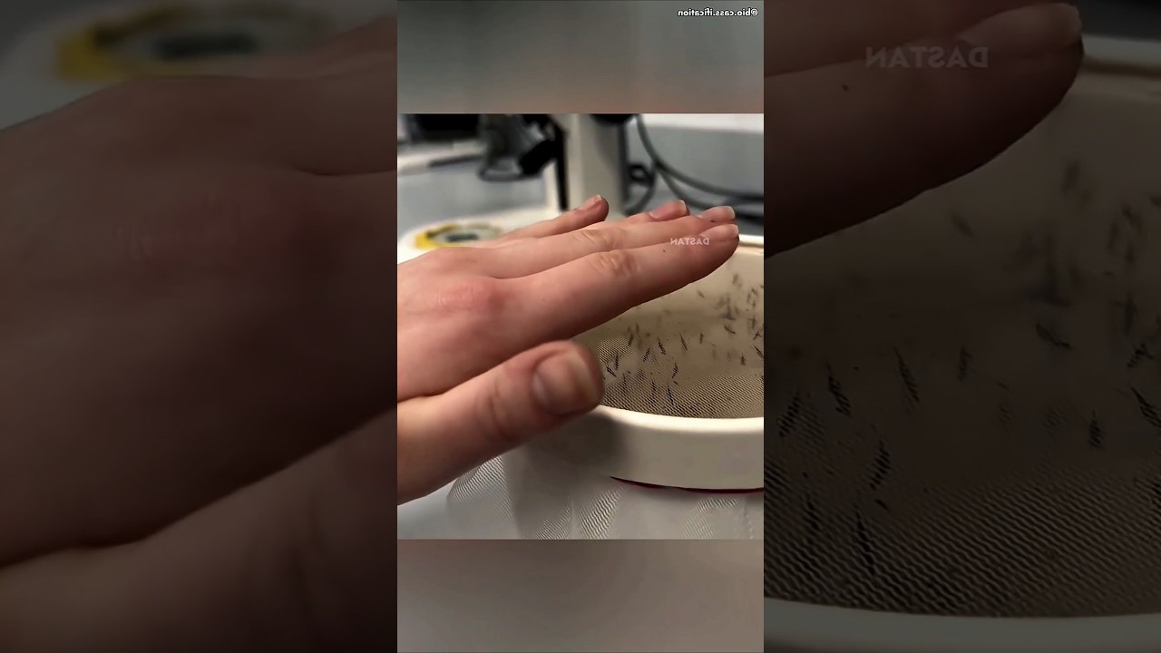 mosquito caught viral video 🤣 #funny #funnyvideo