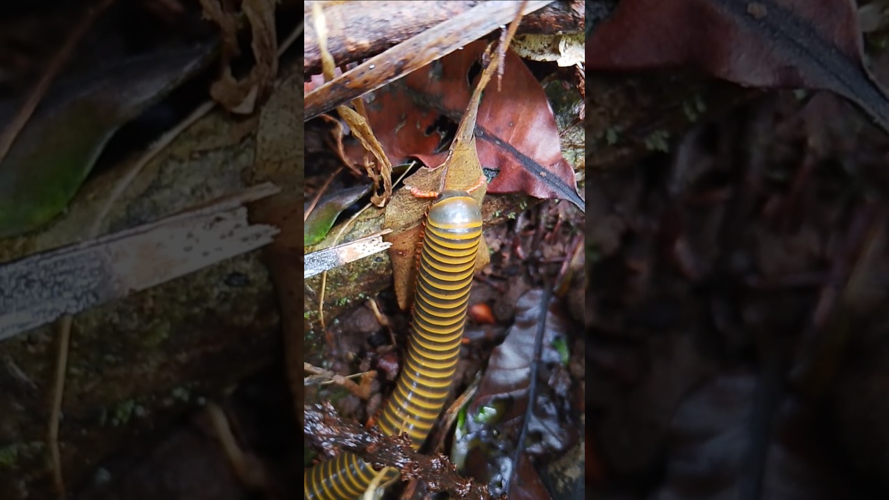 hunting millipedes in the forest #millipede #shorts #s