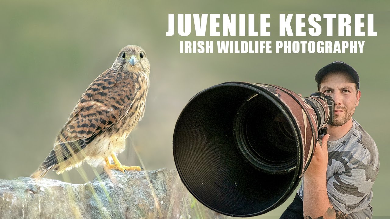 Juvenile Kestrels - Irish Wildlife Photography