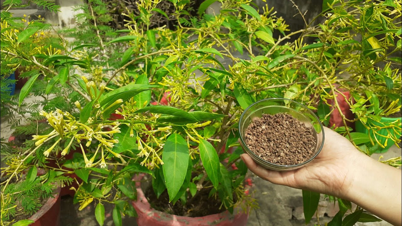 Best fertilizer for raat ki rani / night blooming jasmine (homemade fertilizer) || raat ki liye khad