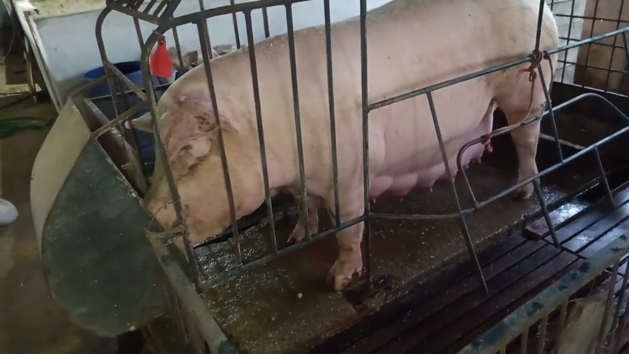 Hoje foi dia de colocar a porca na maternidade 