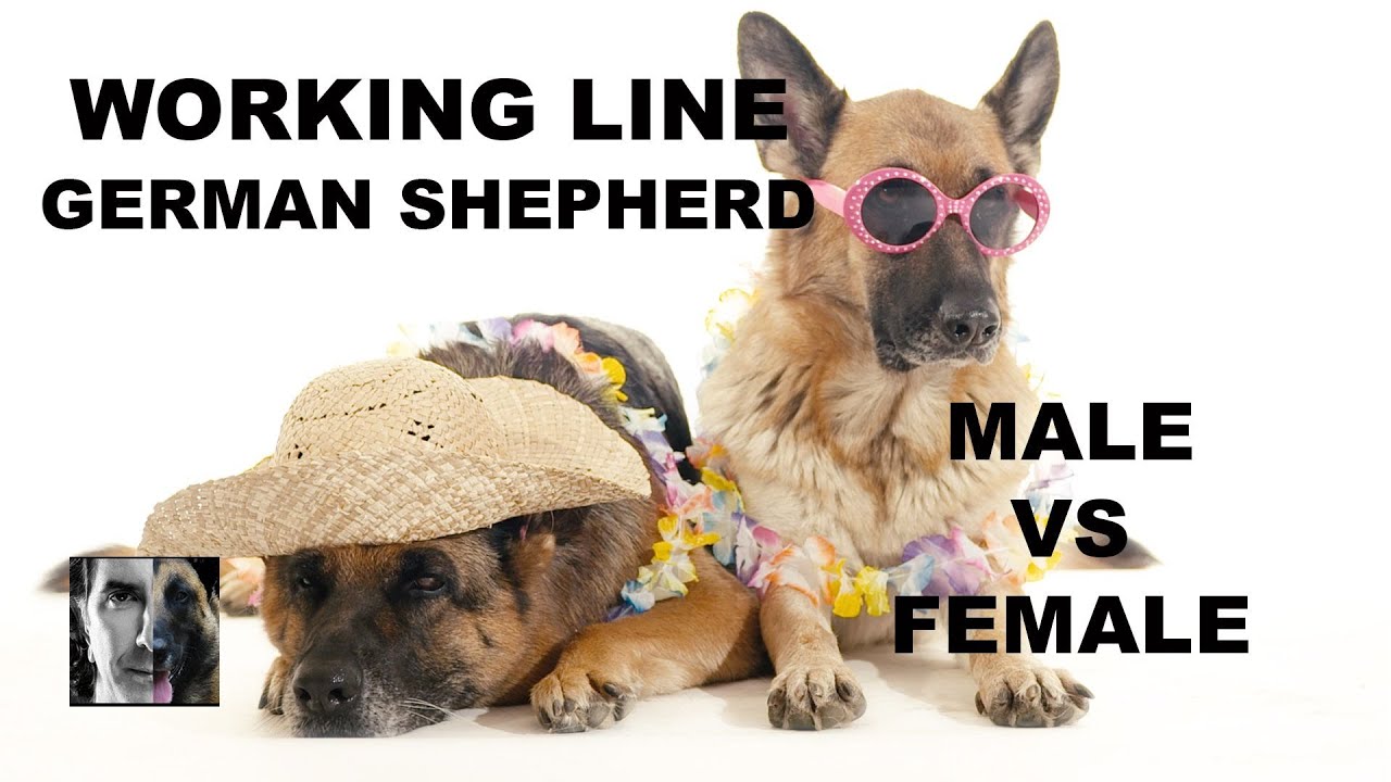 Working Line Dog Question Male vs Female -  Robert Cabral Dog Training Video