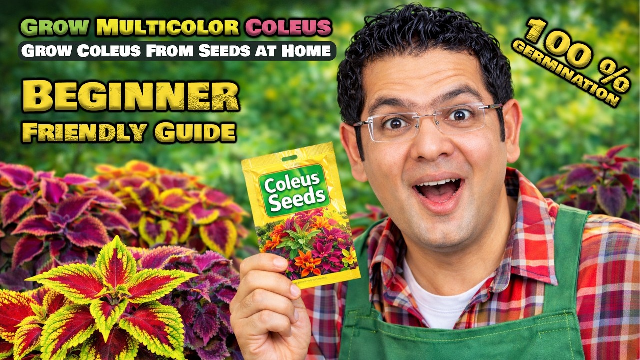 How to Grow Coleus Plant From Seeds | Soil Preparation + Seed Germination (Step by Step)