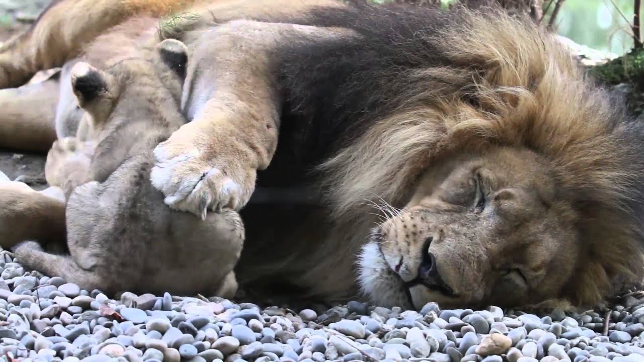 The African Lion Family