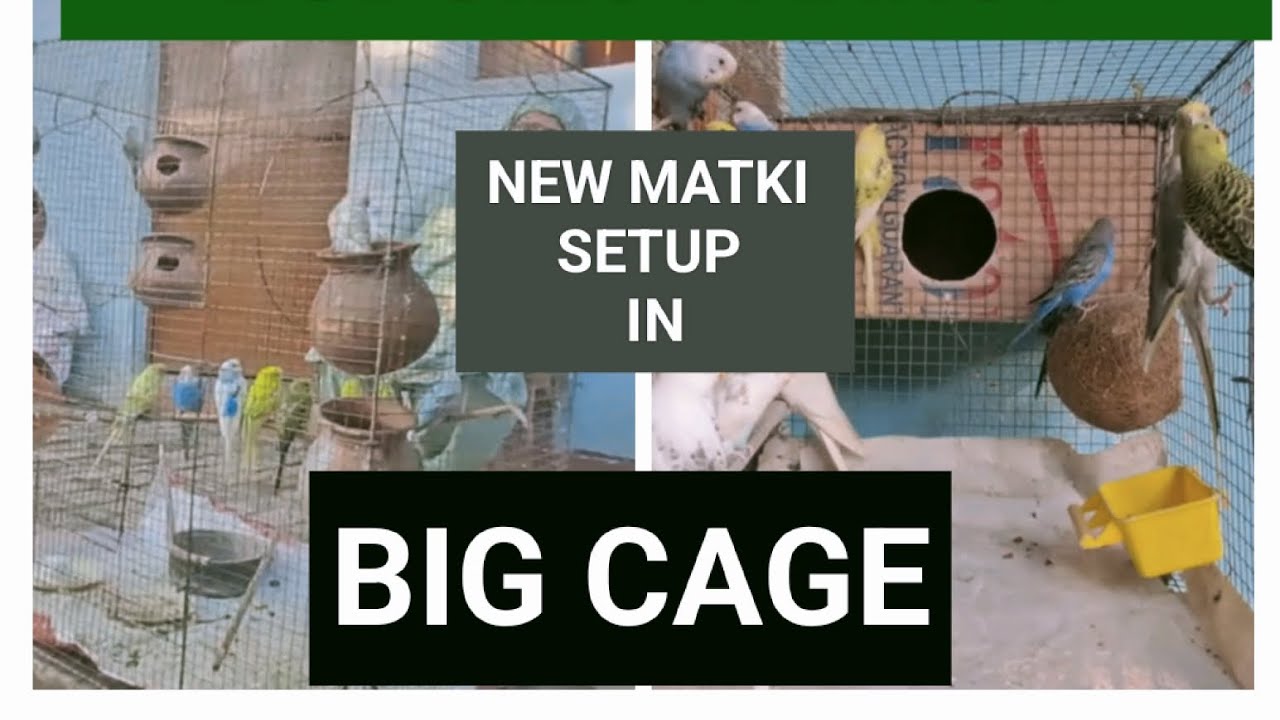 Budgies Matki setup in Cage #budgies #parrot #youtube #minivlog #world #birds #trending #shortvideo 