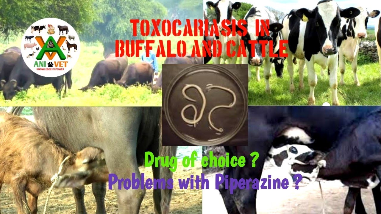 Toxocariasis in buffalo and cattle