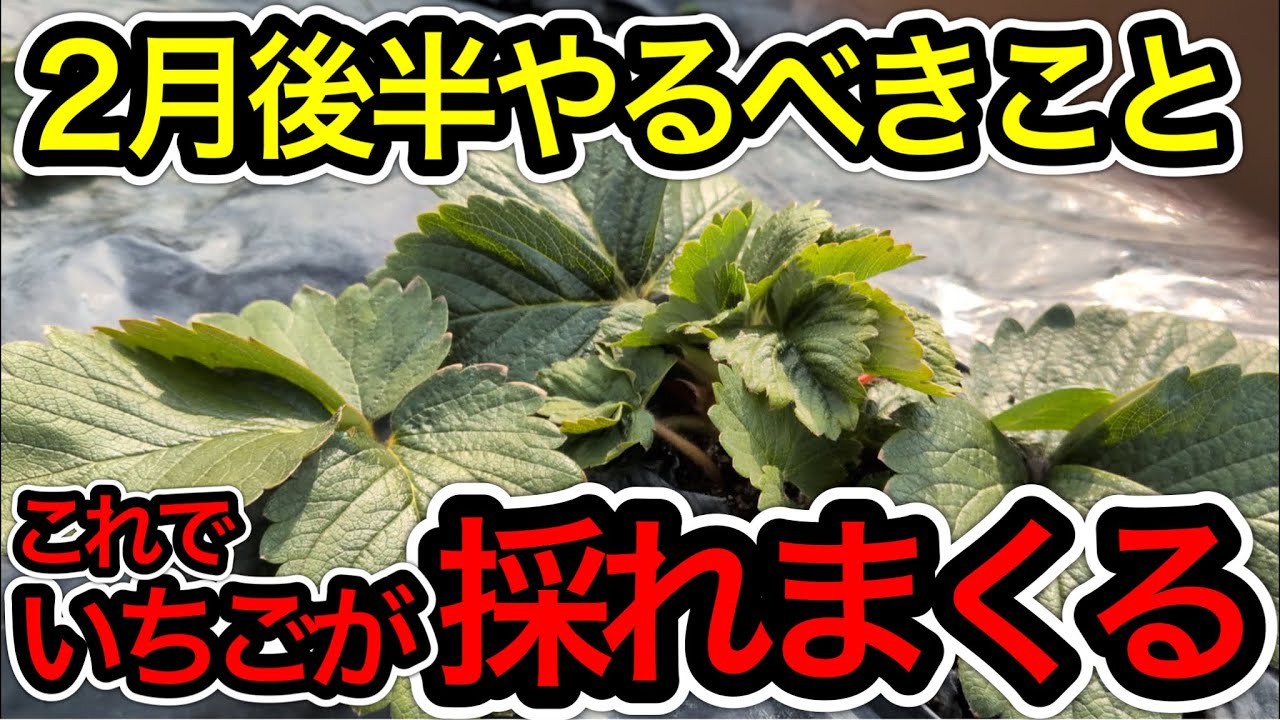 いちご2月後半の重要作業！ここで甘くて大きないちごが収穫できるかが決まります。