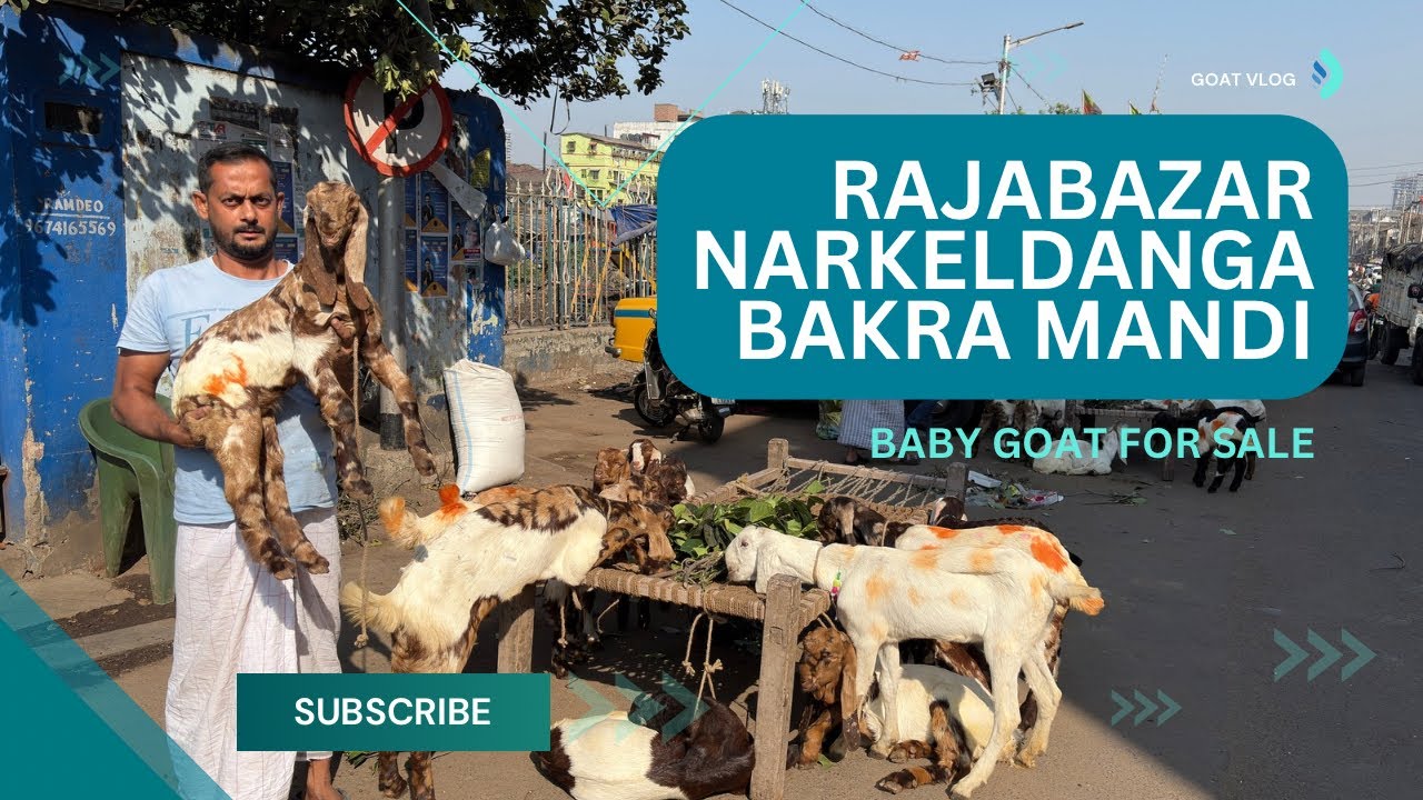 Totapuri Baby Goat For Sale in West Bengal | Rajabazar Narkeldanga Bakra Mandi Update ( Part - 1 )