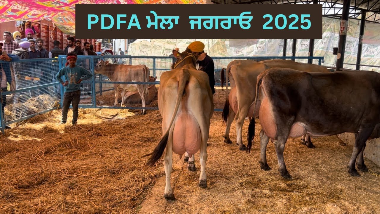 PDFA mela Jagraon 2025 Ghumandairyfarm 🐄❤️‍🔥
