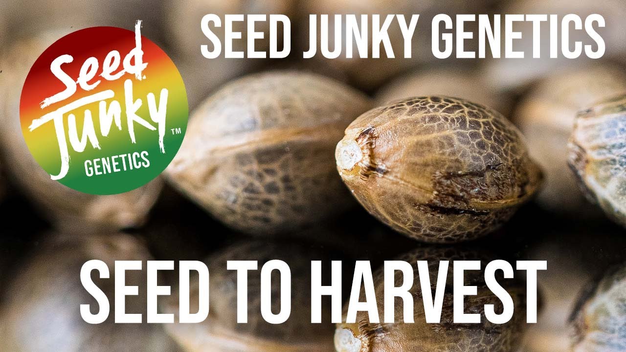 $500 Pack of Seed Junky Genetics Seed To Harvest Run