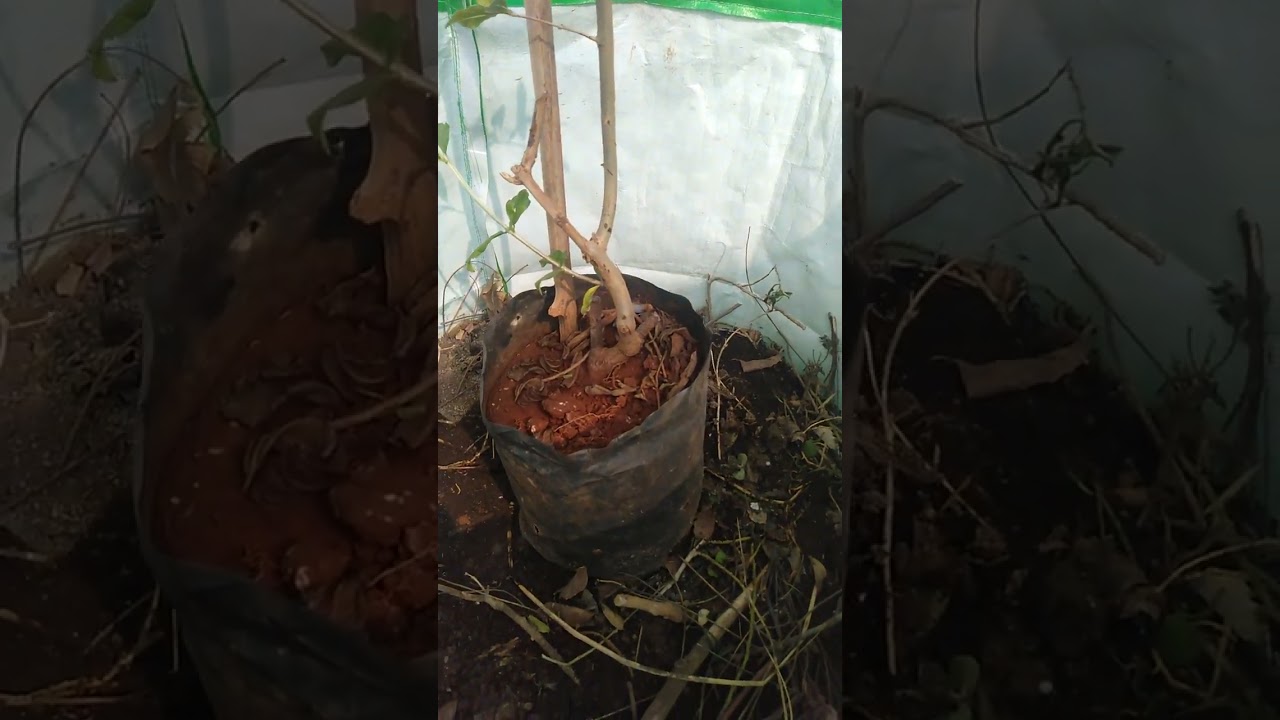Anaar.... planting a new plant...