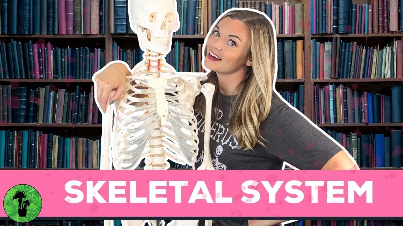 The Skeletal System | Bones
