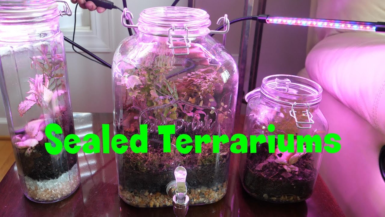 How to make a simple sealed Terrarium. 
