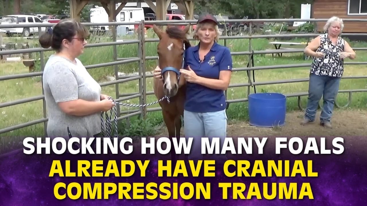 Cranial Issues On Foals & Head Trauma In Horses || Holistic Horseworks