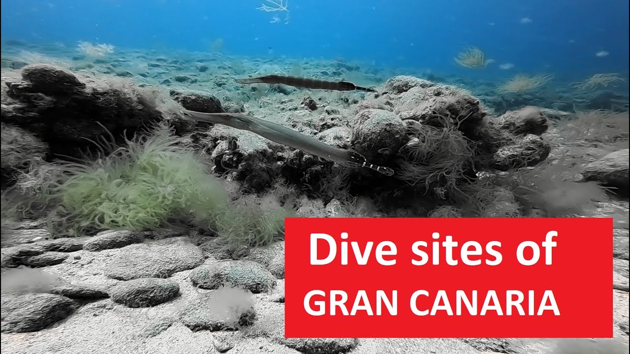 Gran Canarias dive sites