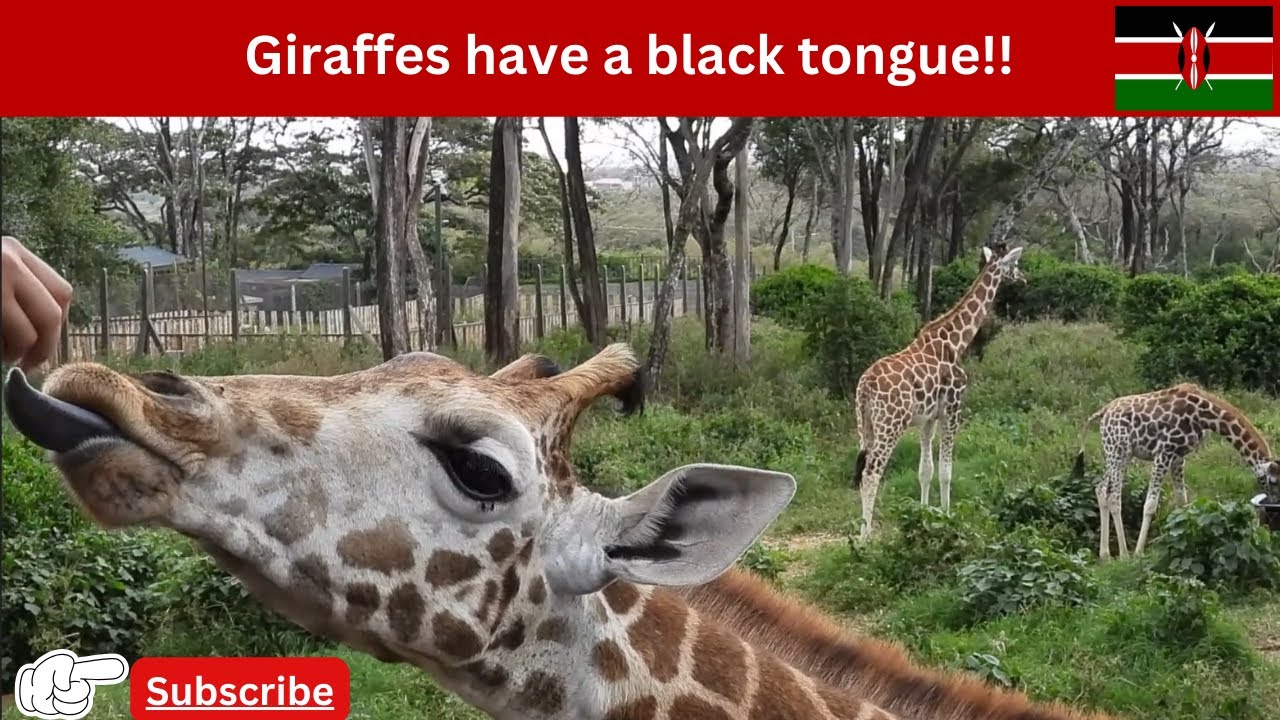 Feeding Giraffes 🦒| Nairobi Kenya