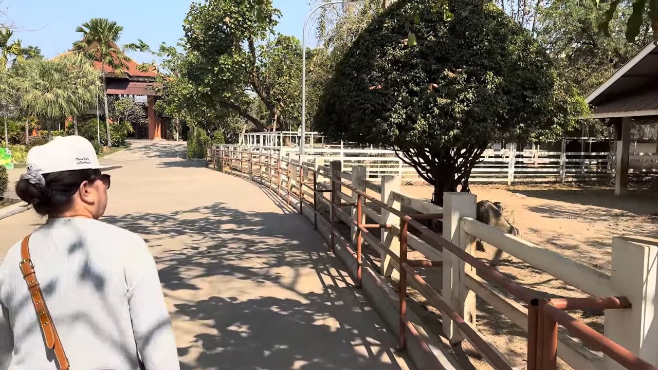 Taking my mother for a walk at the zoo ພາແມ່ໄປຍ່າງຫຼີ້ນສວນຊັດຢູ່ບ້ານປາກທ້າງ