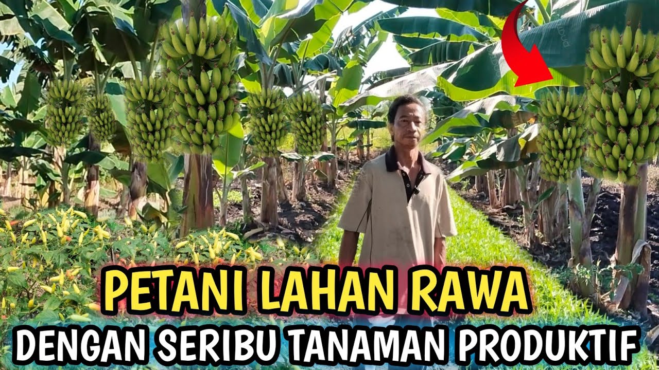PETANI DENGAN SERIBU TANAMAN DI LAHAN TRANSMIGRASI, BULUNGAN KALIMANTAN UTARA TRANSMIGRASI