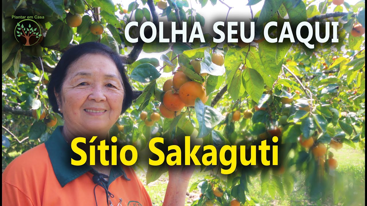 Colha e Pague do Caqui Fuyu 2022  Sítio Sakaguti Piedade-SP Plantar em Casa