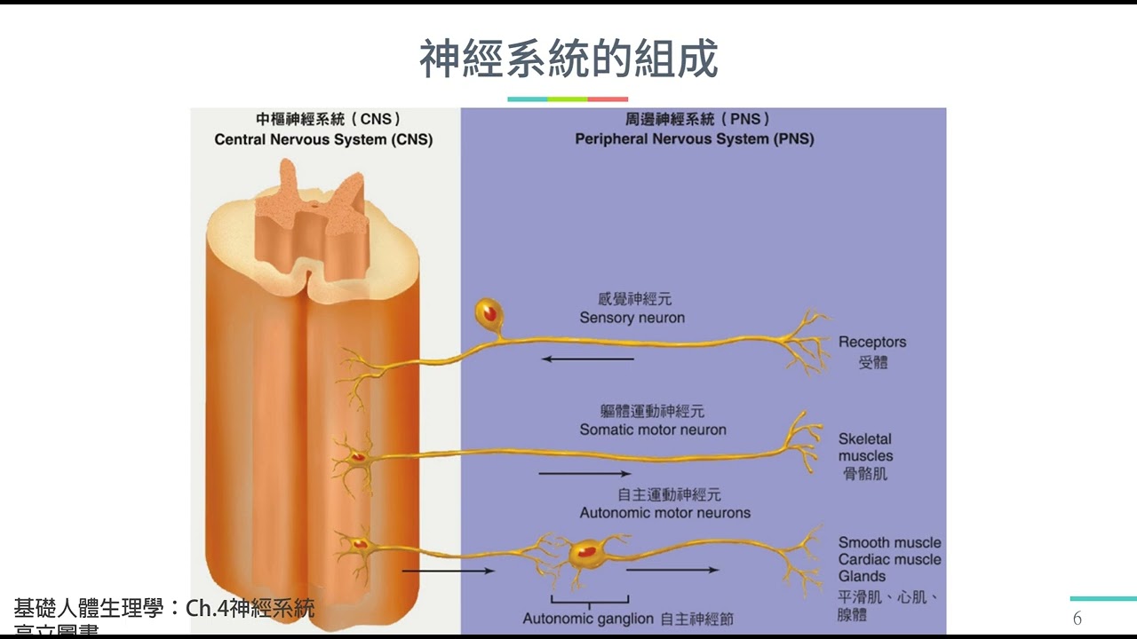 Ch.8-1神經系統-錄製20220524