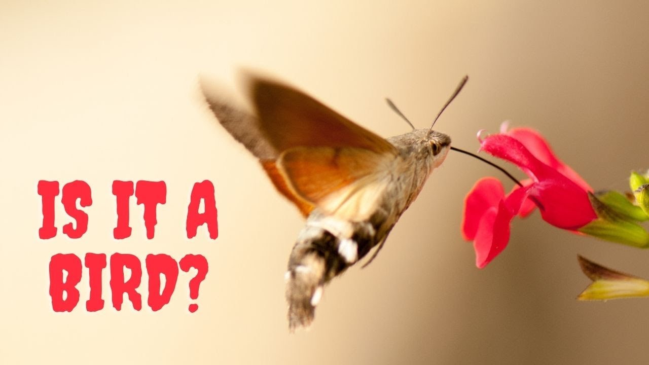 Moth that looks like a hummingbird!!! Have You Ever Seen A Hummingbird Hawk Moth?