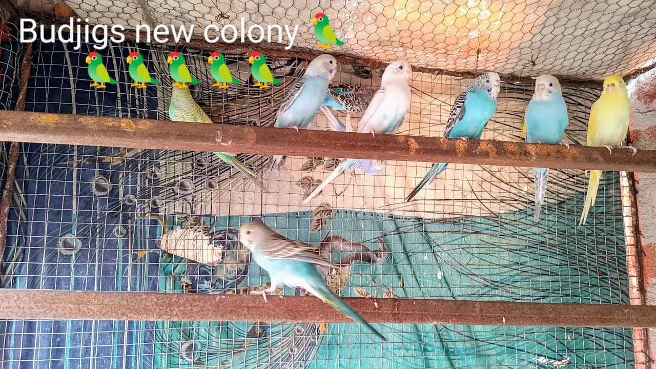 Budgie ka new colony me ban kar ready ho gaya #budgies #parrot #video 