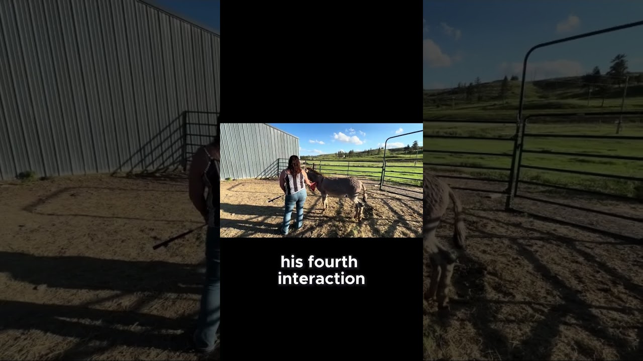 Donkey Training: Building Trust with Patience and Care