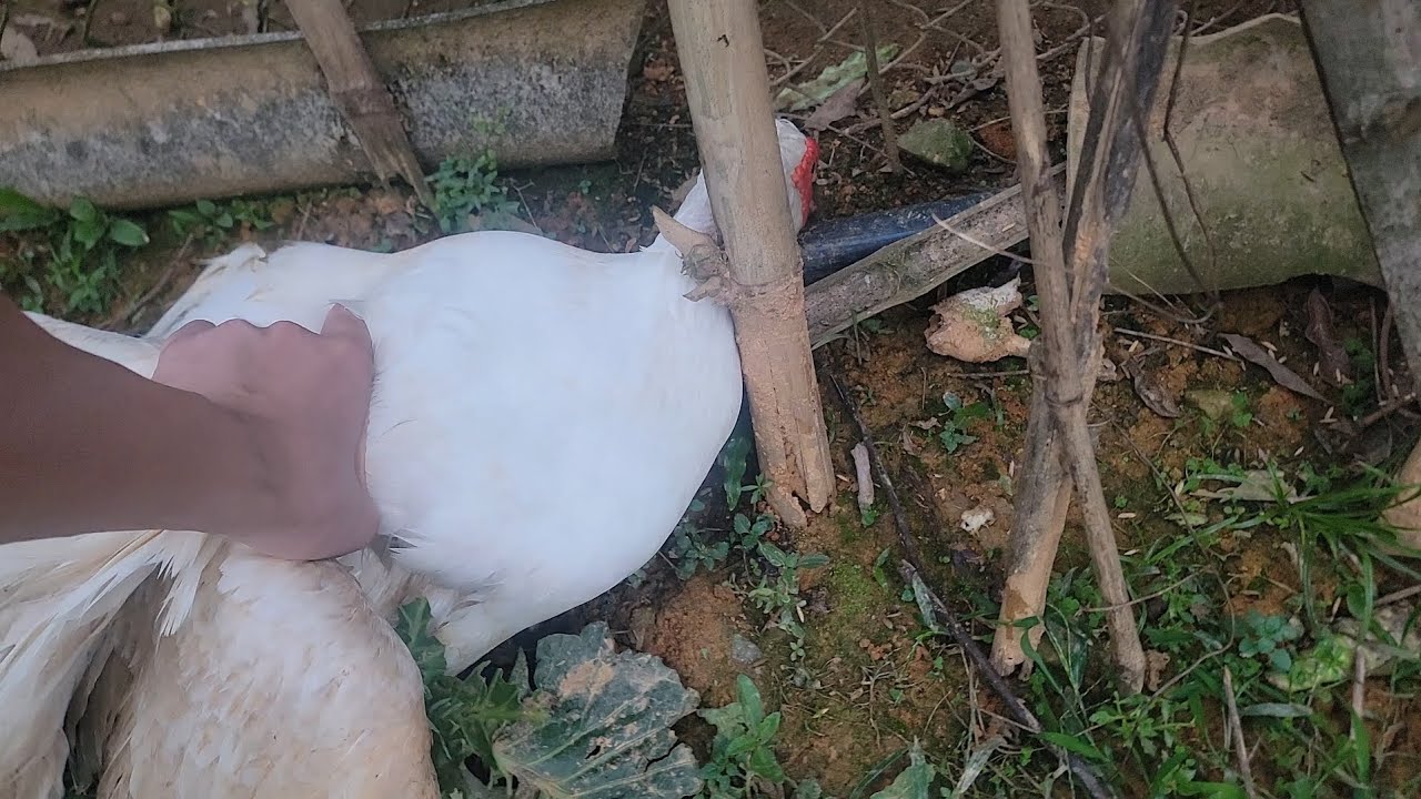 Thịt em ngan 5ky làm món sào lăn 