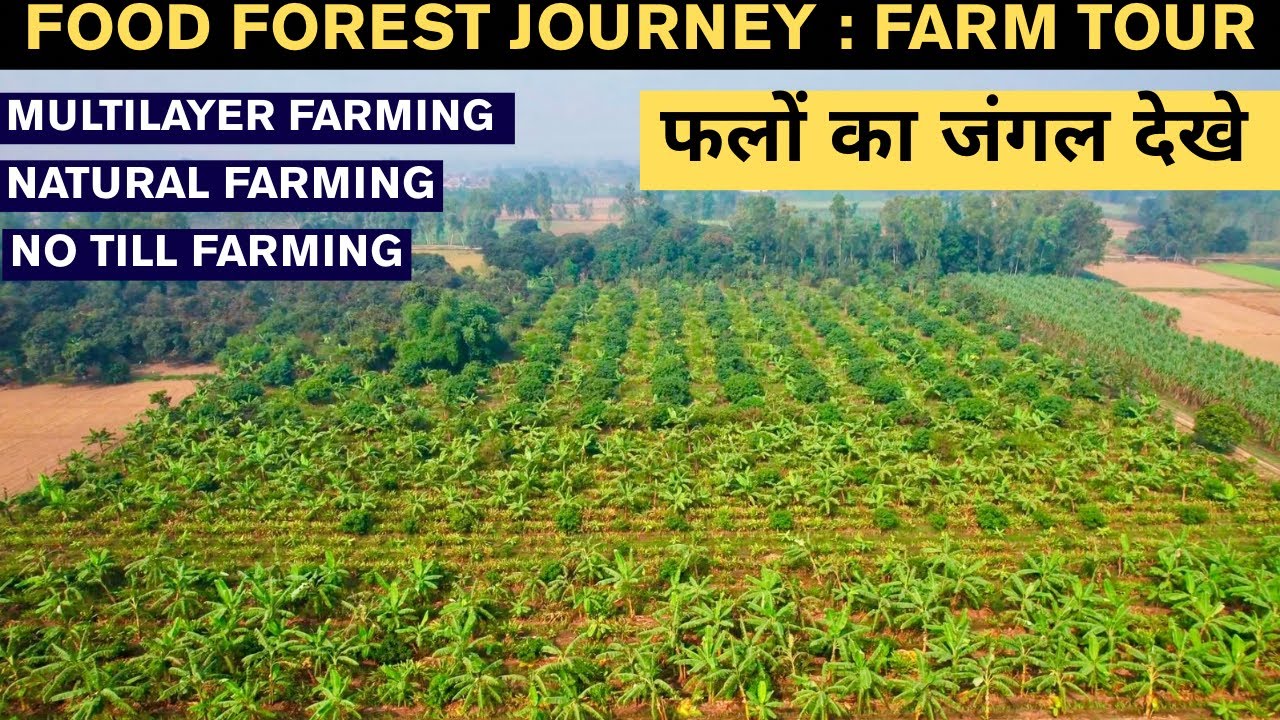No Tilling Food Forest Farm Tour | बिना जुताई का फलों जंगल घूमिए |