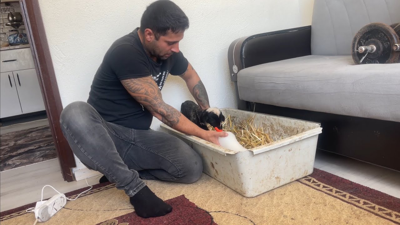 ACİL DURUM HİÇ BEKLENMEDİK KUZU DOĞDU VE ANNEDE SÜT YOK