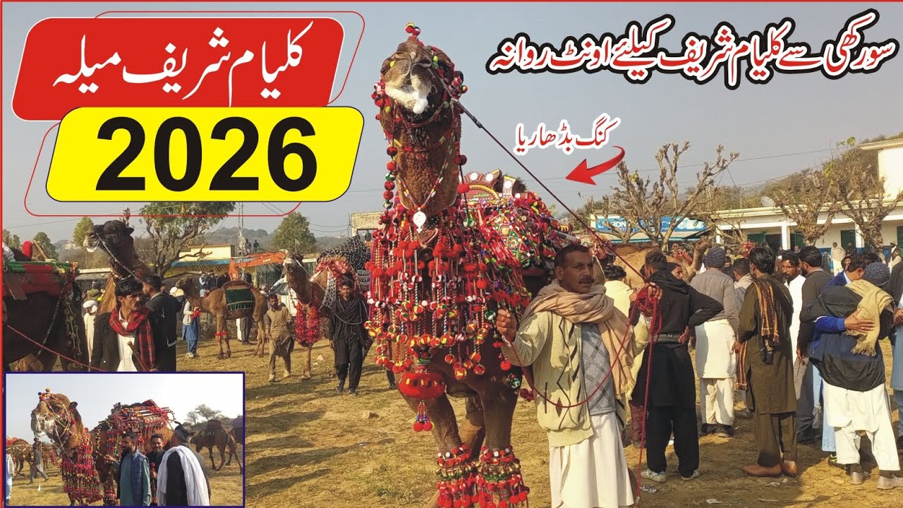 Kalyam sharif mela 2026 | Camel Ready for Kalyam sharif mela | | Pakistan biggest Camel Mandi 2026 |