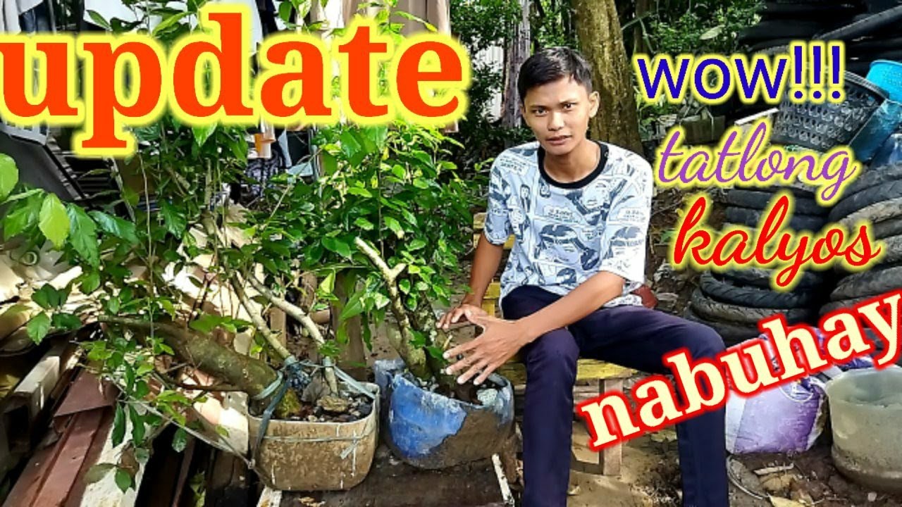 serut,kalyos(streblus asper)cuttings nabuhay after 4 months👏😱 #bonsaihunting #kalyoscuttings#nabuhay