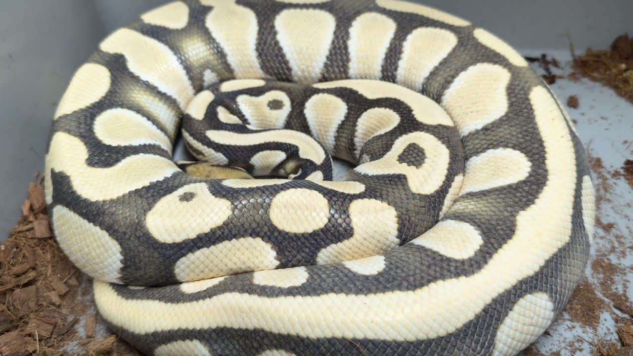 🥚 How to Tell if Your Ball Python is About to LAY EGGS! (Watch THIS Before It's Too Late!) TSRR 91