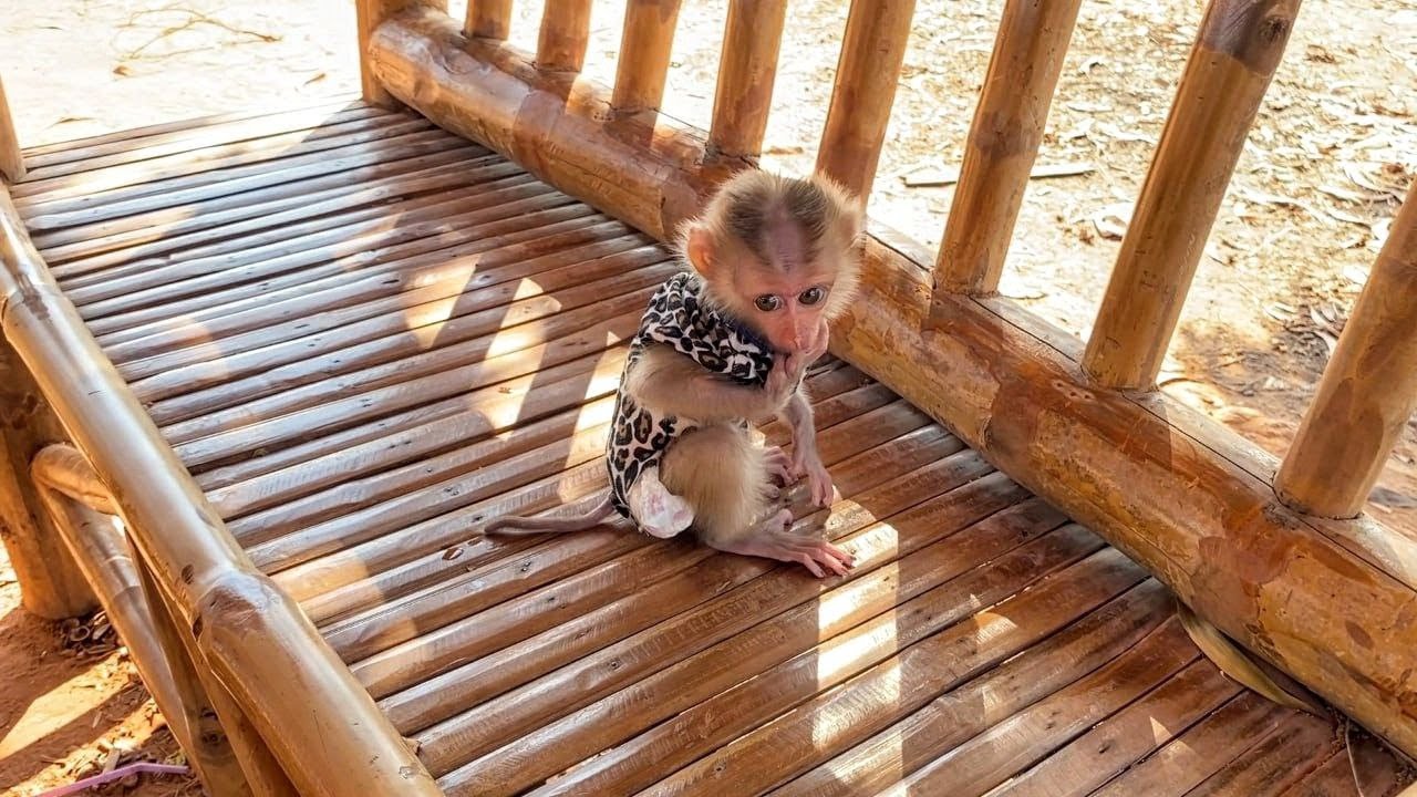 Baby Mnkey goes to sit upset with her father because she wants him to paint her