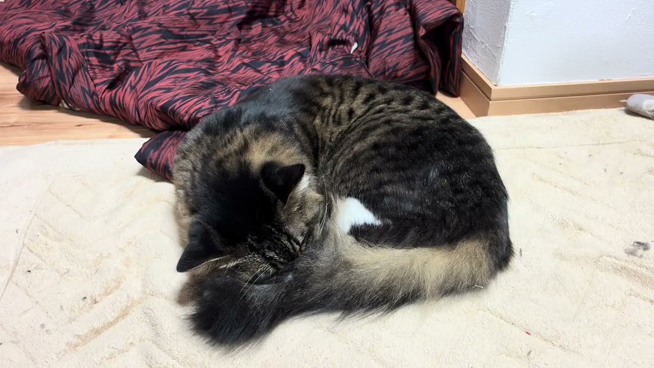 34分を17倍速に〜大豆ソロ〜#大豆さん #猫のいる暮らし 