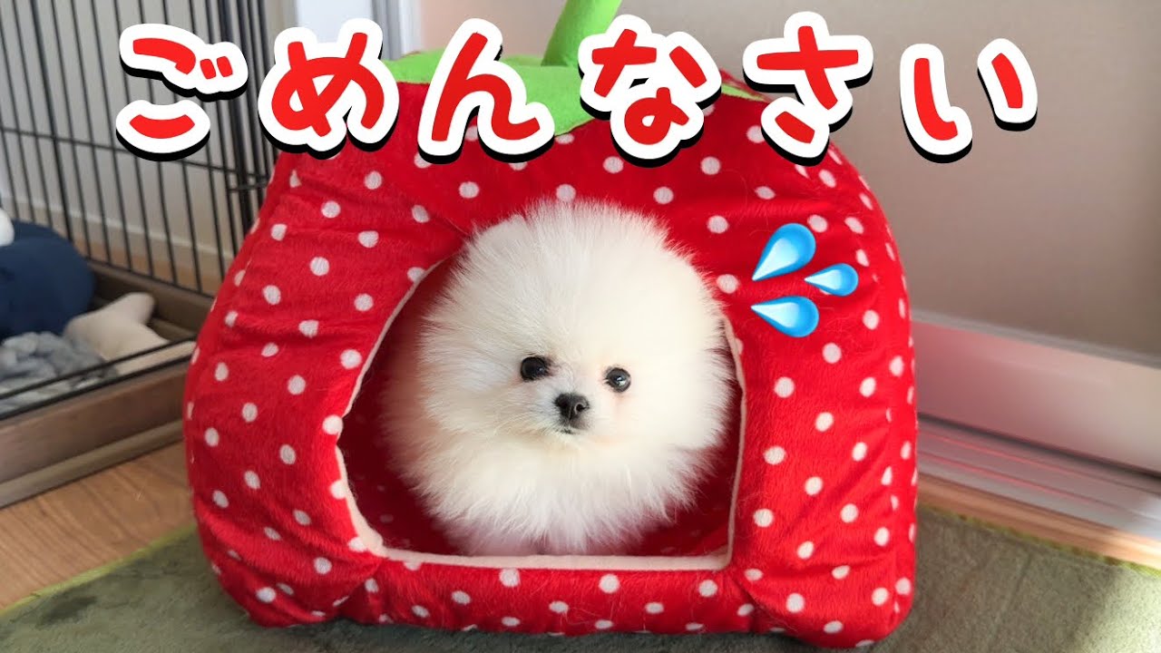 やんちゃな子犬がとうとう愛猫に大変なことをしてしまいました！【成長記録16】