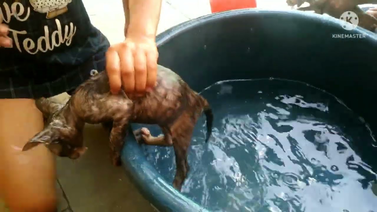 bathing kitten / kitten shower |cat bath/ children love to give kitten bath | 