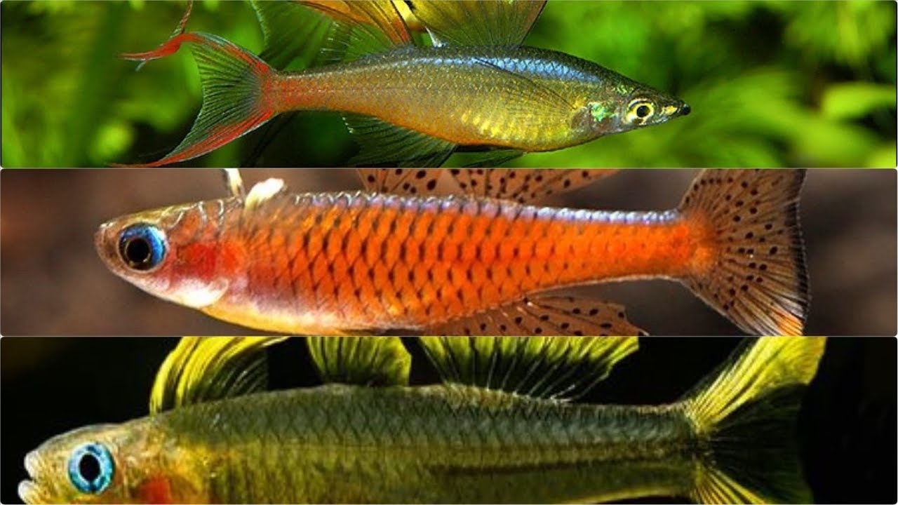 10 Jenis Ikan Hias Air Tawar Yang Aman Bagi Udang - Aquascape