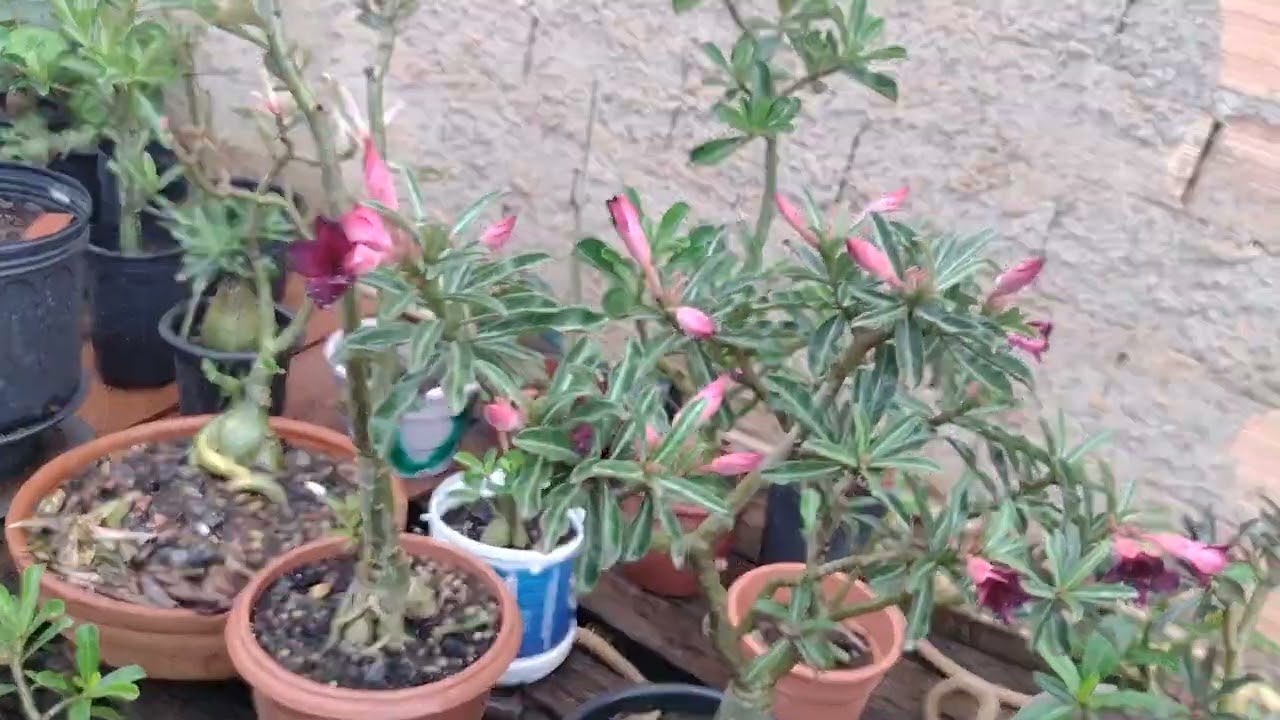 Meu lindo jardim 