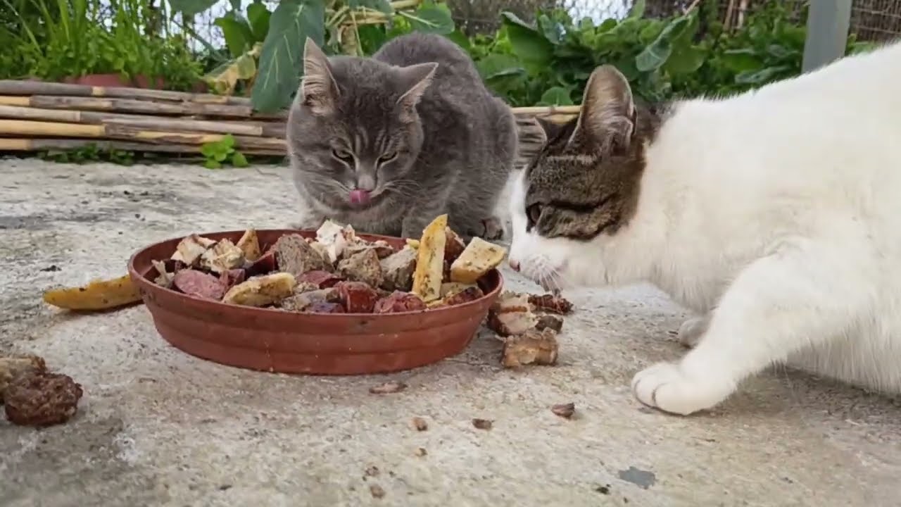 Feeding the stray cats 